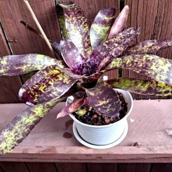FOR BROMELIAD COLLECTORS: Neoregelia "Java Plum" In 6" pot With Saucer