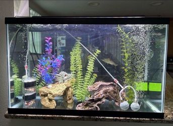 Fish tank with accessories