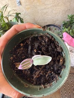 Plant