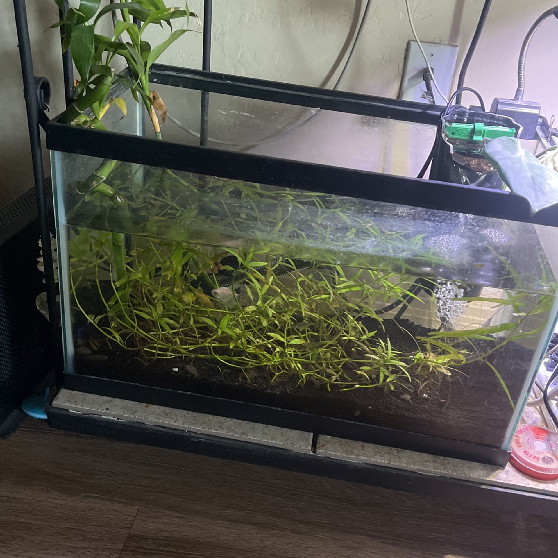 10 Gallon Planted Tank/ Everything In Picture Included