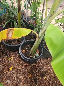 Ice cream bananas tree