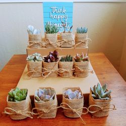 Succulent Party Favors #4