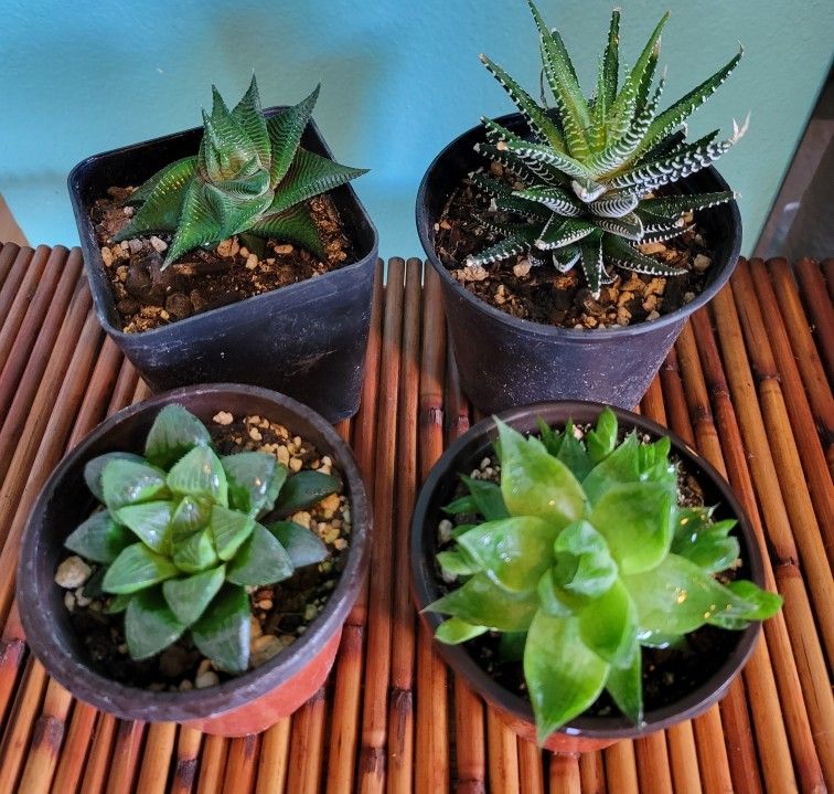 Haworthia Succulent Plant