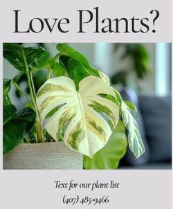 Exotic Plant Sales Today and Tomorrow 