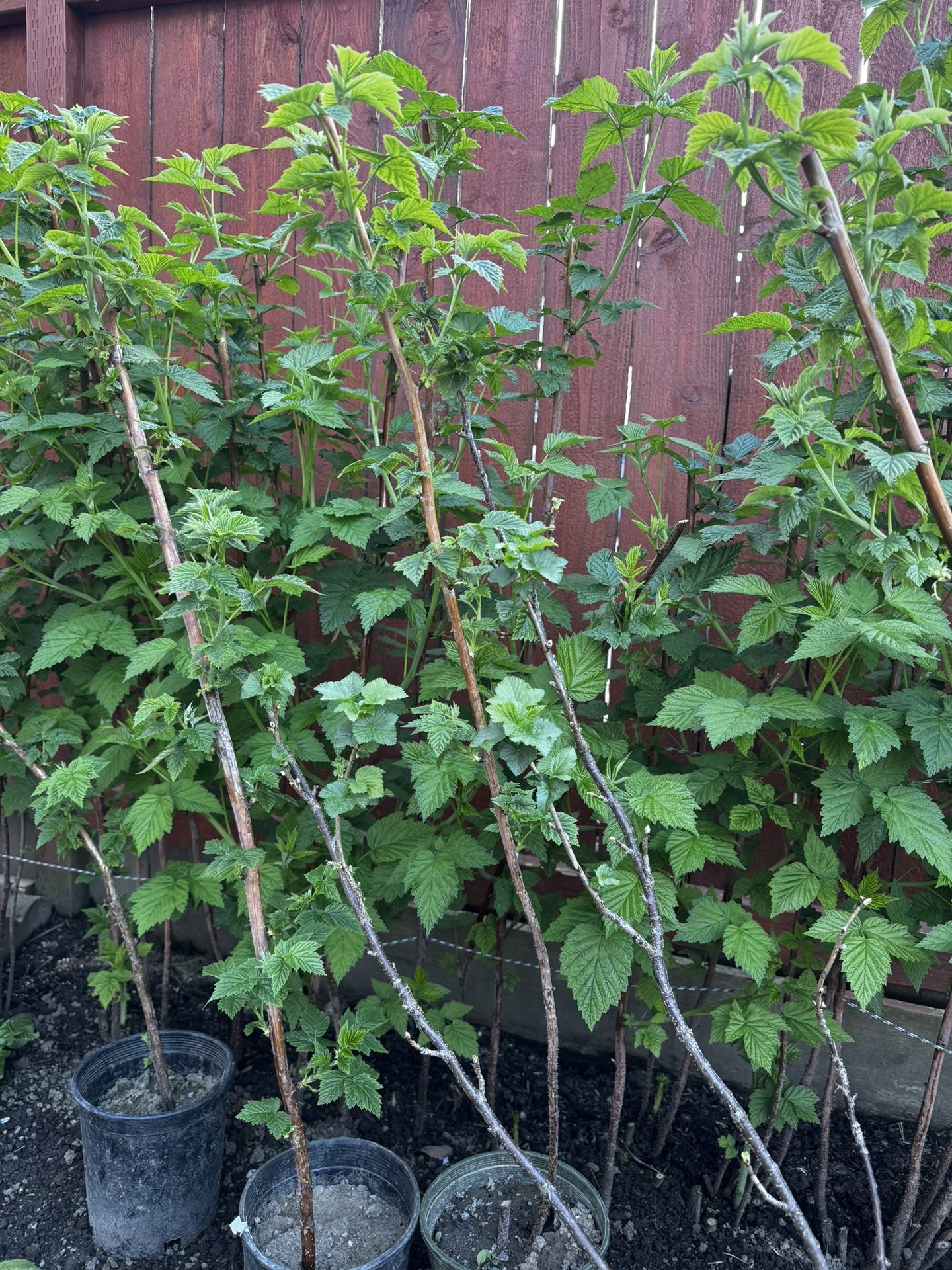 Raspberry Yellow Ann