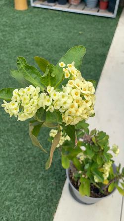 Euphorbia Millie or Corona de Cristo