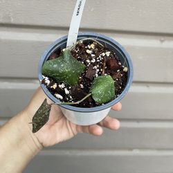 4” hoya imbricata