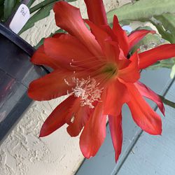 Red Orchid Cactus - Mature