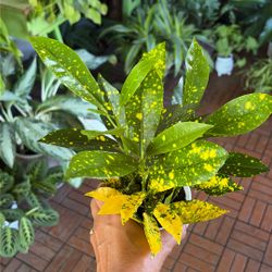 Gold Dust Croton Tropical Plant 