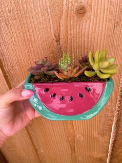 Watermelon Succulent Arrangement