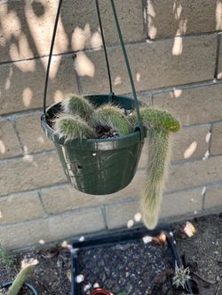 Monkey tail cactus