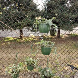 Ivy Plants