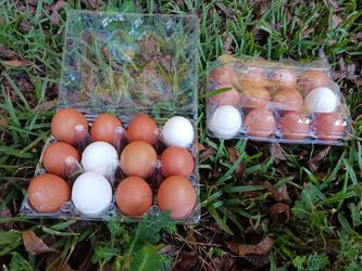 Fresh Eggs
