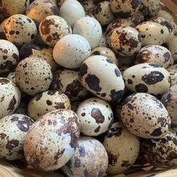Coturnix Quail Hatching Eggs Fresh