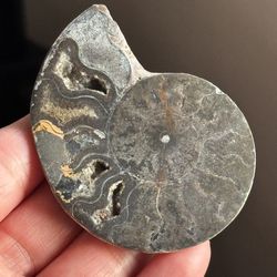 Natural Ammonite