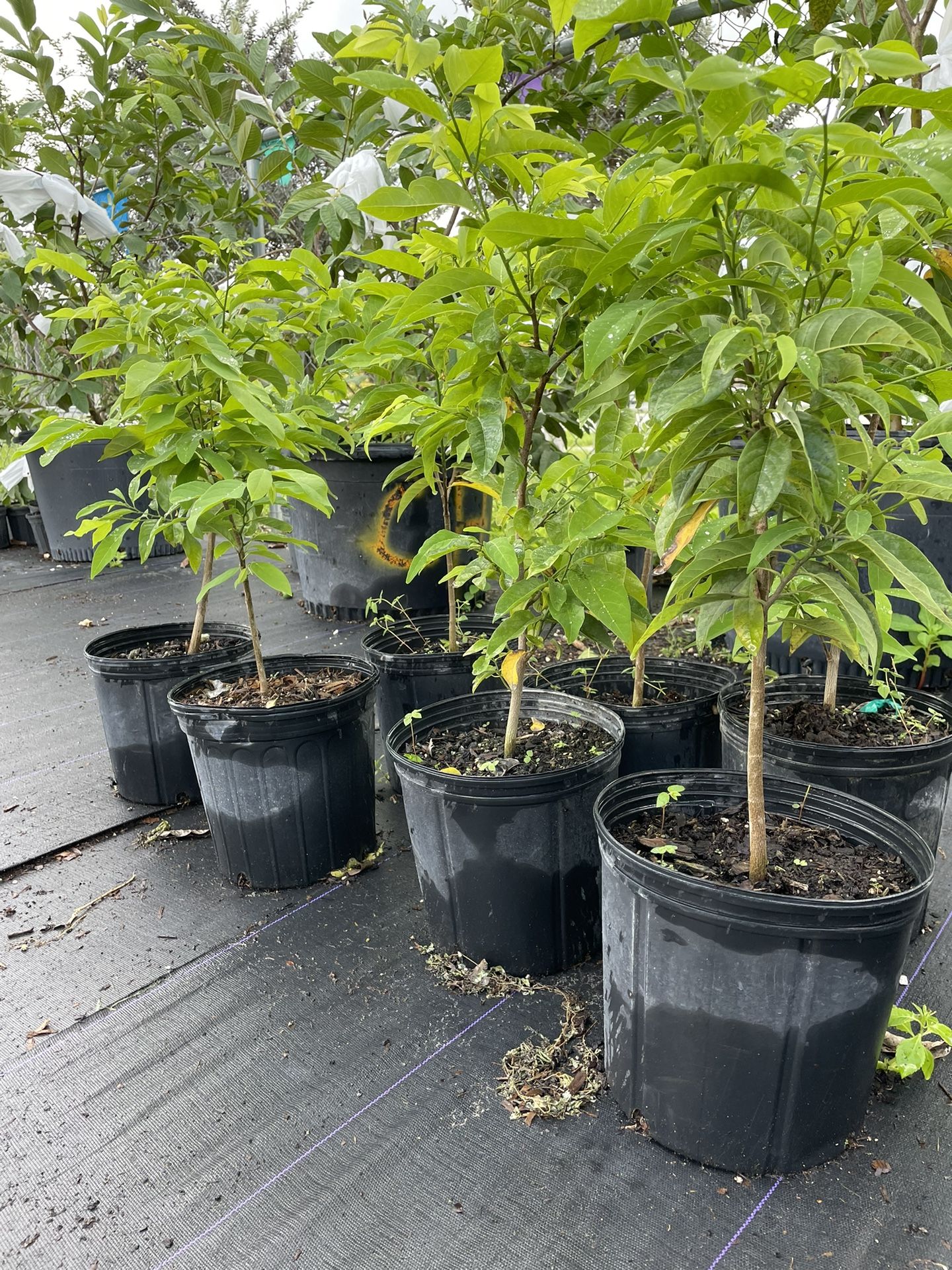 Sugar Apple Trees