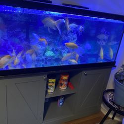 Fish tank 70”