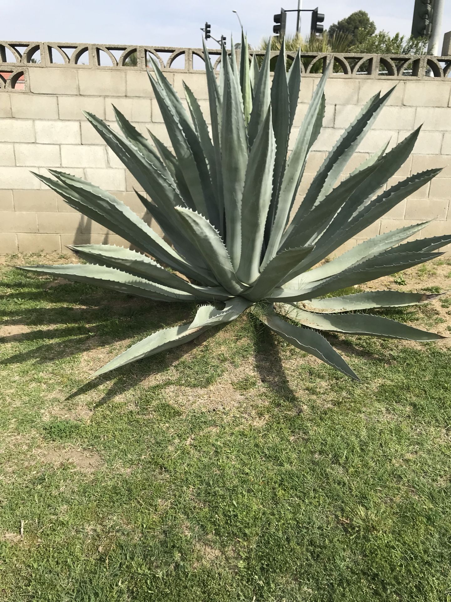 Blue Agave Cactus