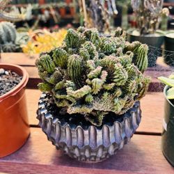 Euphorbia Crest Imported Not Pot Including