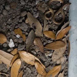 10’ Ribbion Thamnophis saurita Along With 20 Gallon Tank 