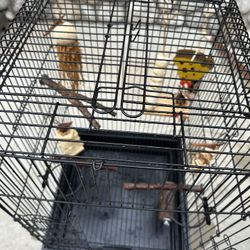 Black Medium Bird Cage Used Perfect Conditions Only Available For Pick Up In Rancho Cucamonga Price Firm Thanks 