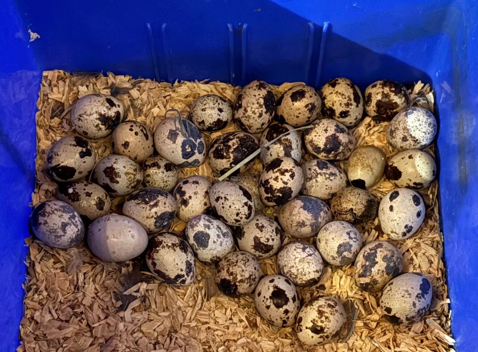 Quail eggs