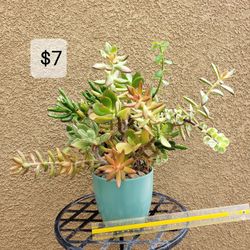 Succulent Arrangements