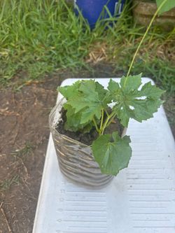 Three Asian Bitter Melon plants