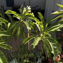 Plumeria Amarilla 
