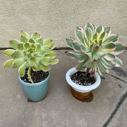 Aeonium Sunburst, $5 Each