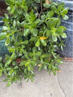 Large garden plant