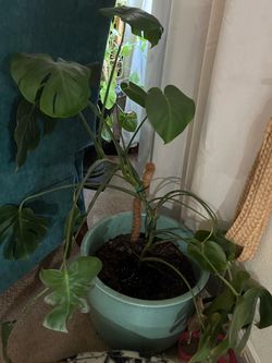 ‏monestera plant with big put  healthy