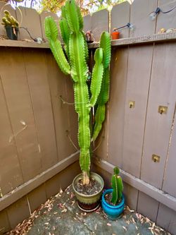 6ft Tall Euphorbia Cactus