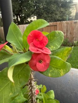 Crown of thorns