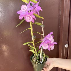 4” Dendrobium Orchid Fragrant