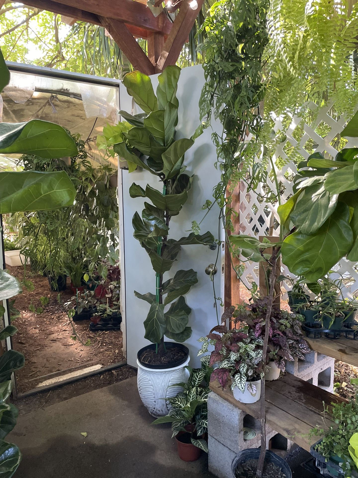 Live plant!! ~6ft super healthy fidlde leaf, exact plant; ceramic pot not included, 95820