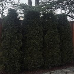 YOU DIG $20 Arborvitae’s