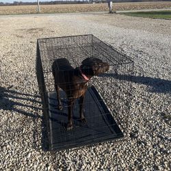 Large Dog Crate