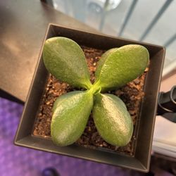 JADE PLANT!!!