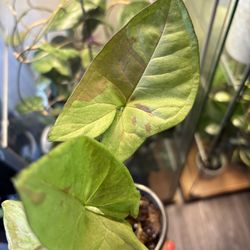 Very Beautiful  Syngonium. Milk Concert 