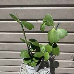 6” Hoya Kerri 