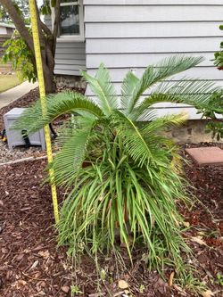 Sago Palm plant, potted