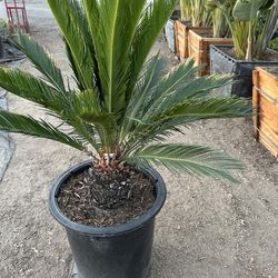 Sago Palm Tree