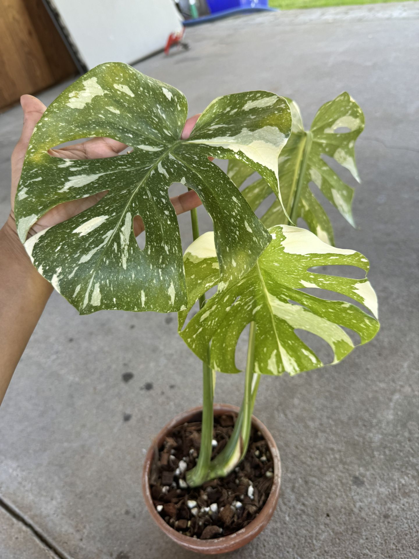 Monstera Thai Constellation In 6” Pot Top Cut On My Mother Plant
