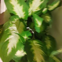 plantas $6 cada una