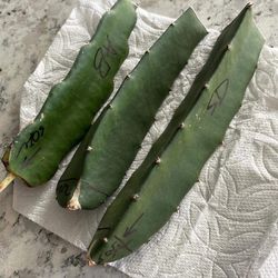 Dragon Fruit Plant