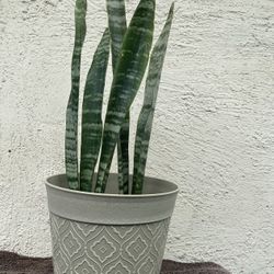 Snake Plant ..