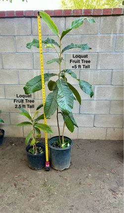 Loquat Fruit Trees ($35 pot#1 smaller or & $50 Taller Plant )