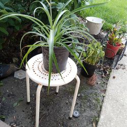 Plant+ Plant Stand 