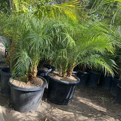 Pygmy Palm $$95 Each 20gallon